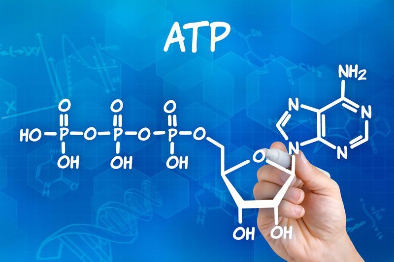 ATP (adenosintrifosfat) molekyl