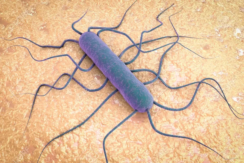 Hur farlig är Listeria monocytogenes?